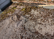 Collasping wall flashings