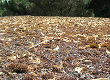 Moss and stone build up